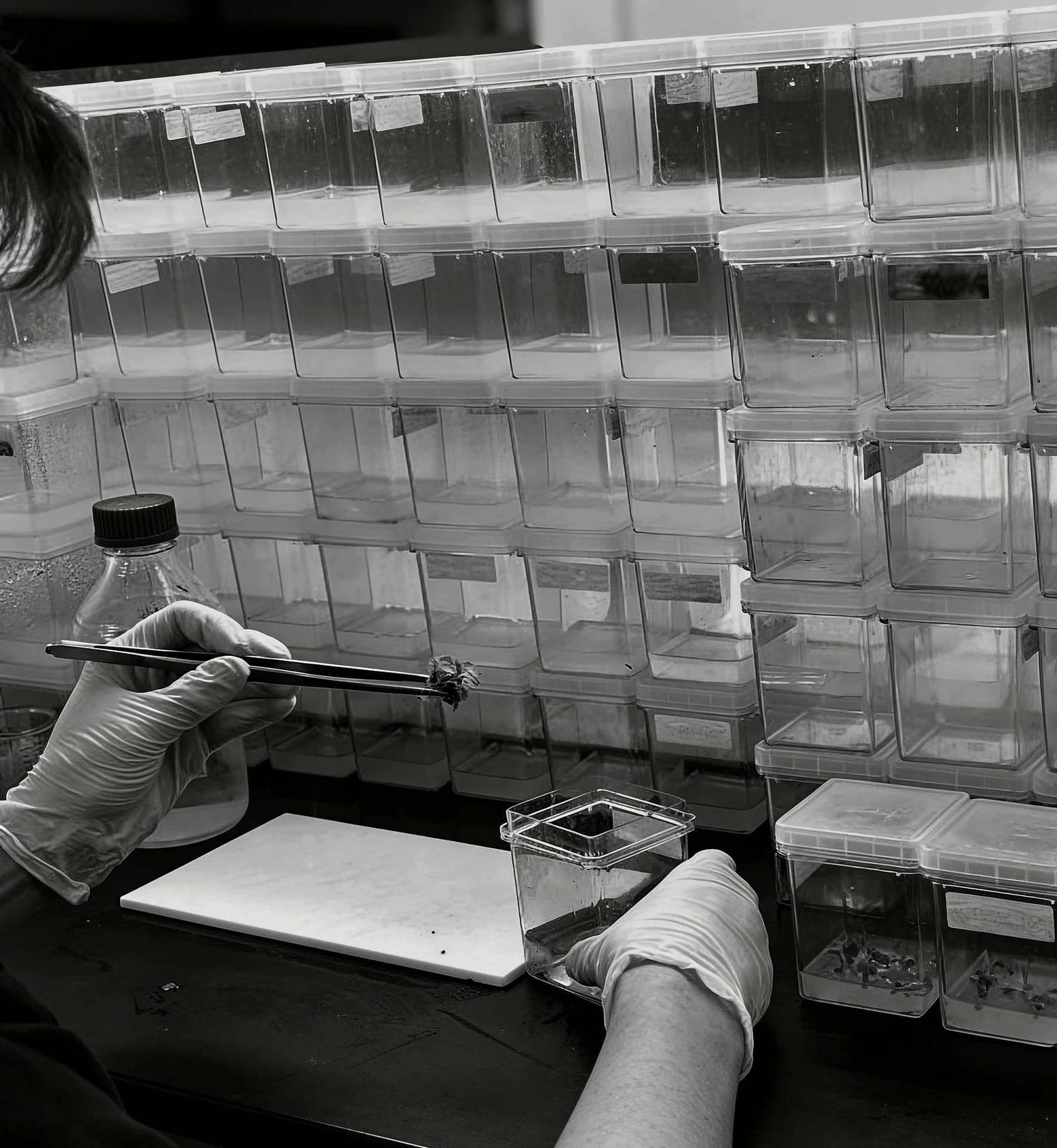 micro propagation of crispr genetically modified pothos plants in a lab environment, ginkgo air, ginkgo sustainability, best green walls toronto, best green walls ontario