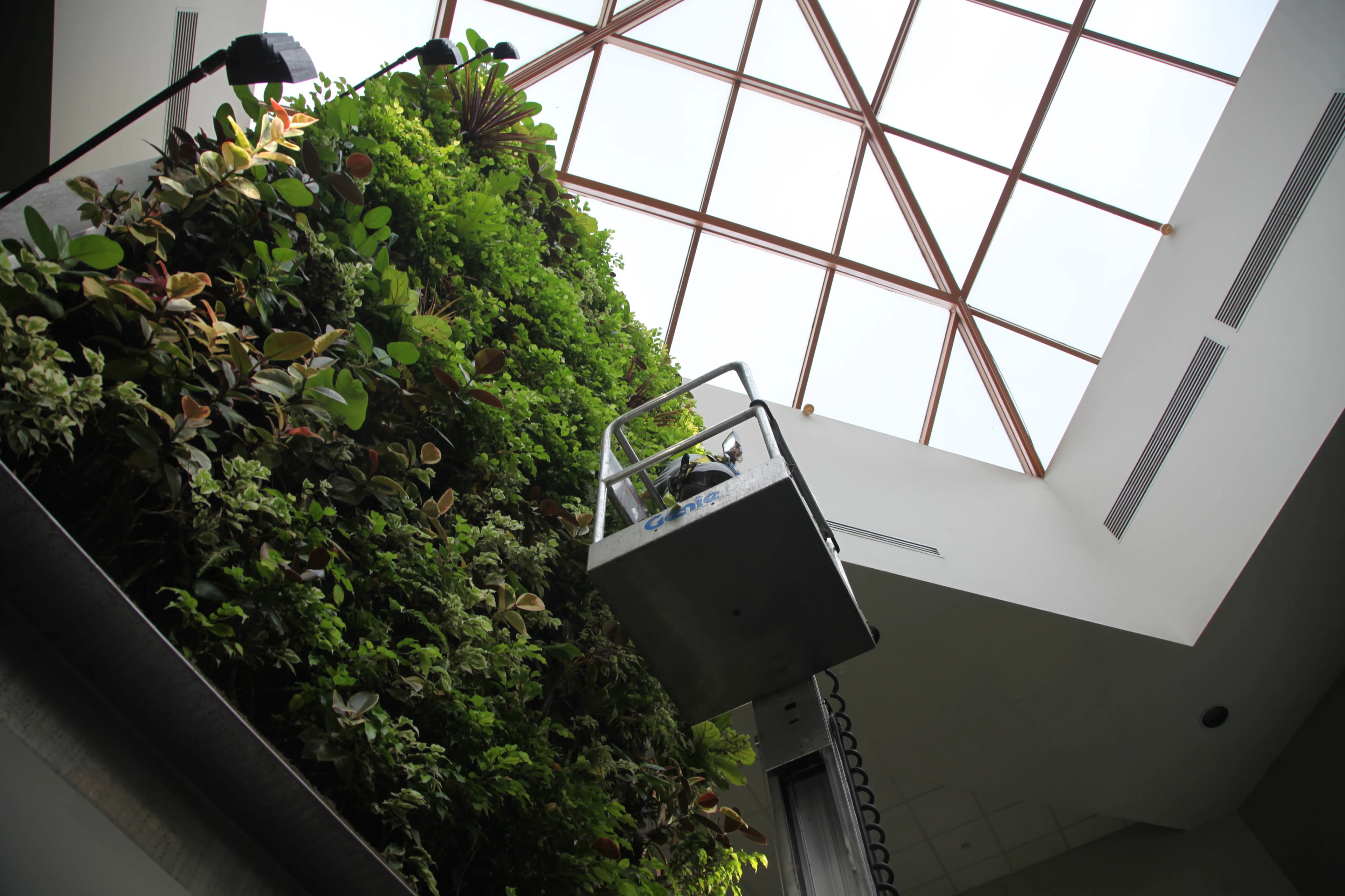 expert green wall maintenance service, ginkgo air, ginkgo sustainability, best green walls toronto, best green walls ontario