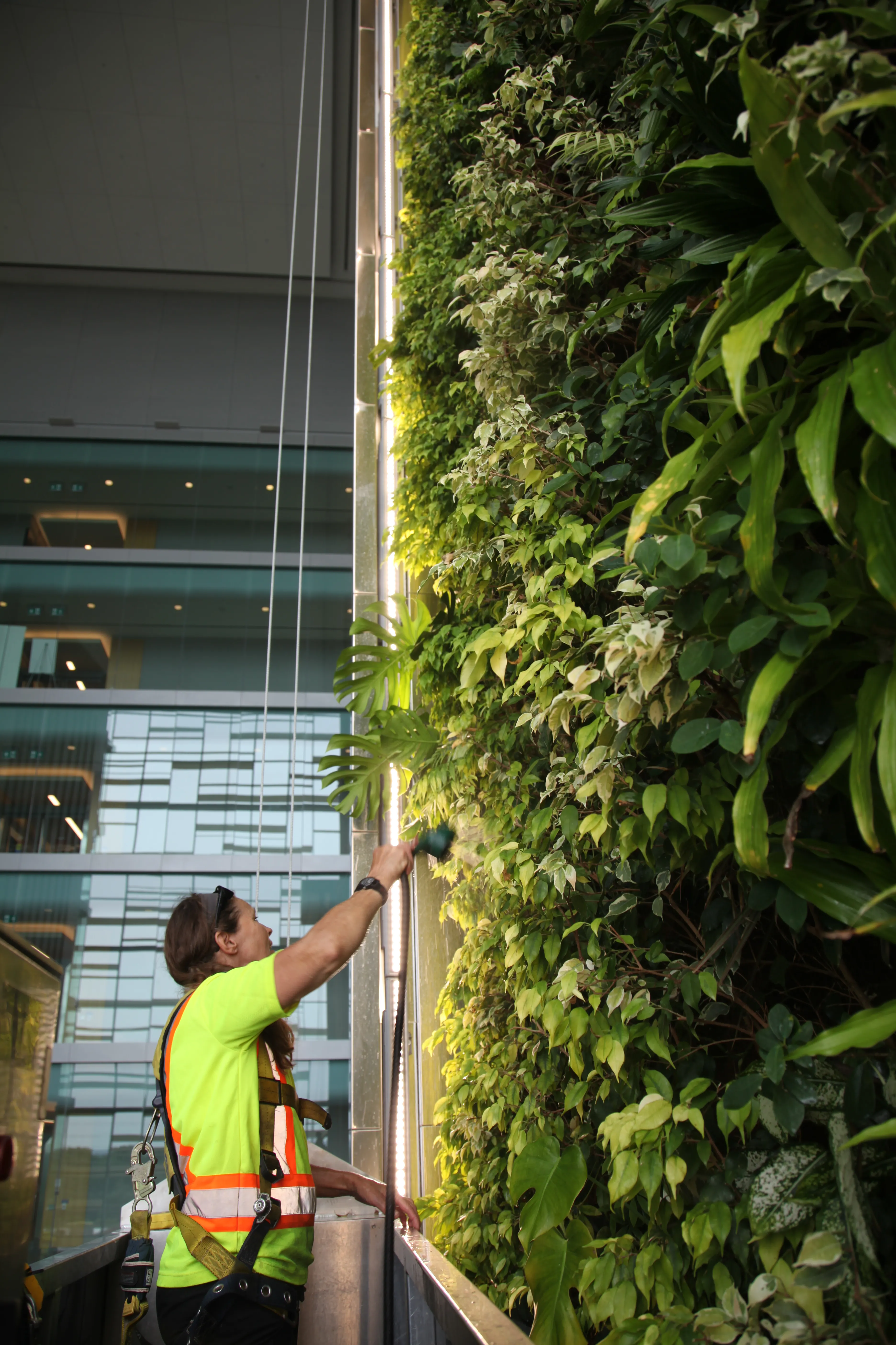 best green wall installation, best green wall maintenance, ginkgo air, ginkgo sustainability, best green walls toronto, best green walls ontario