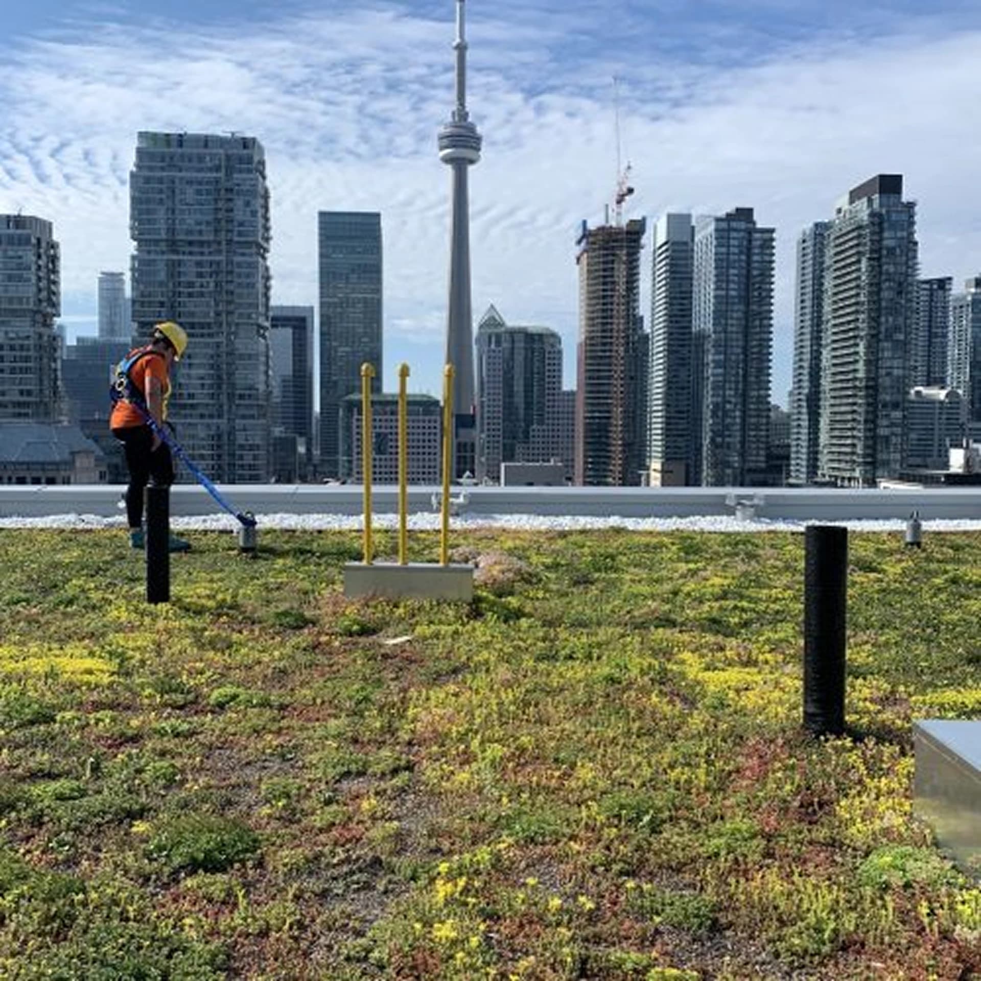 Ginkgo Air, Ginkgo Sustainability green wall maintenance service, ginkgo air, ginkgo sustainability, best green walls toronto, best green walls ontario
