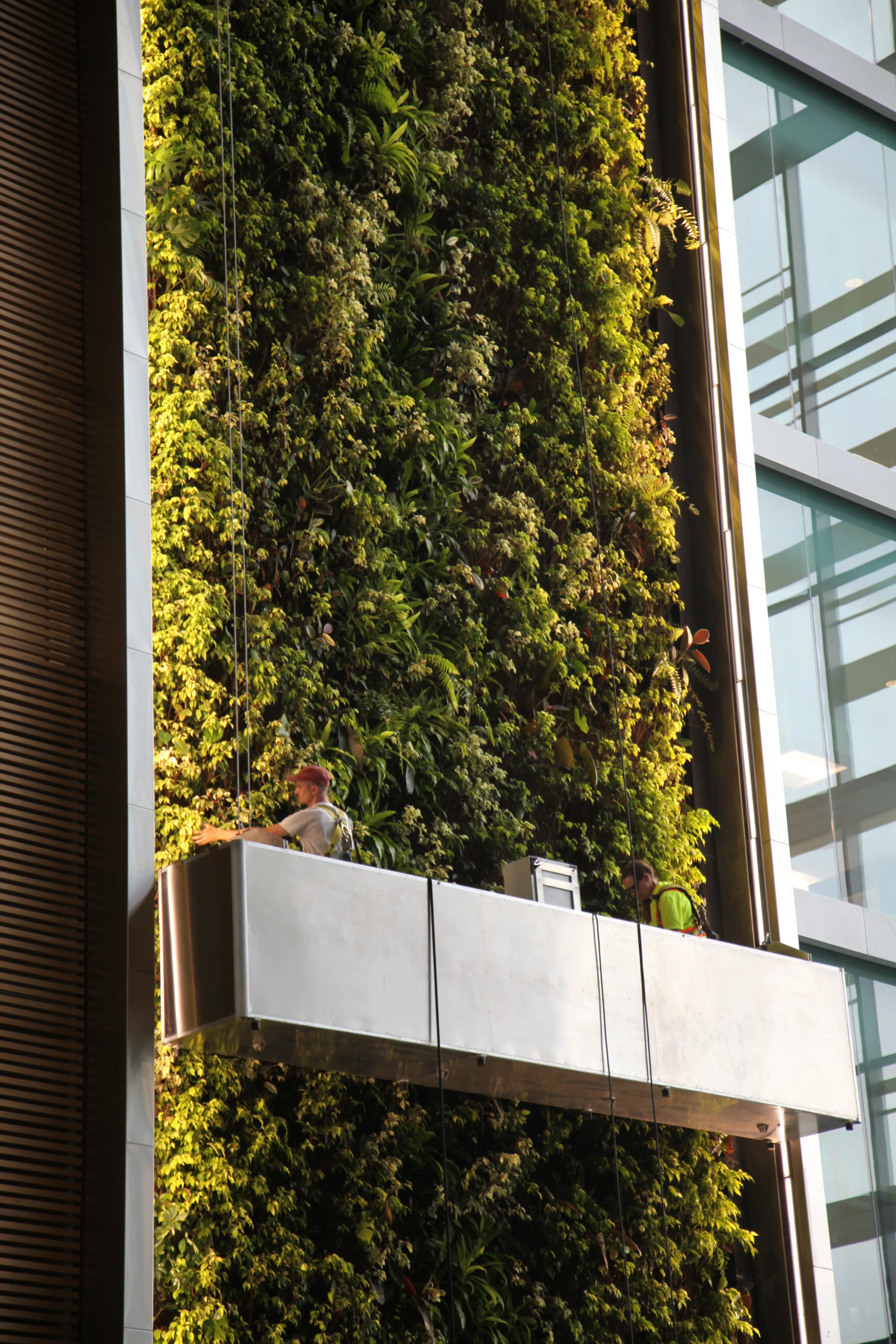 massive green wall, large green wall, green wall maintenance, york region green wall, toronto green wall, ginkgo air, ginkgo sustainability, best green walls toronto, best green walls ontario